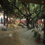 Vraj-Yatra-2014- (2472)